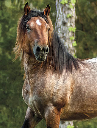 The Latvian Ardennes Horse Breed